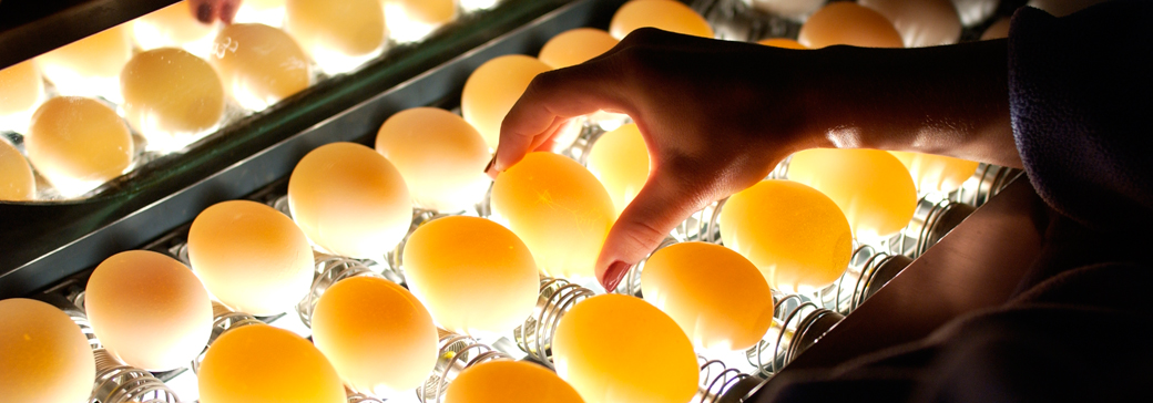 The Egg Grading Station | Eggs.ca
