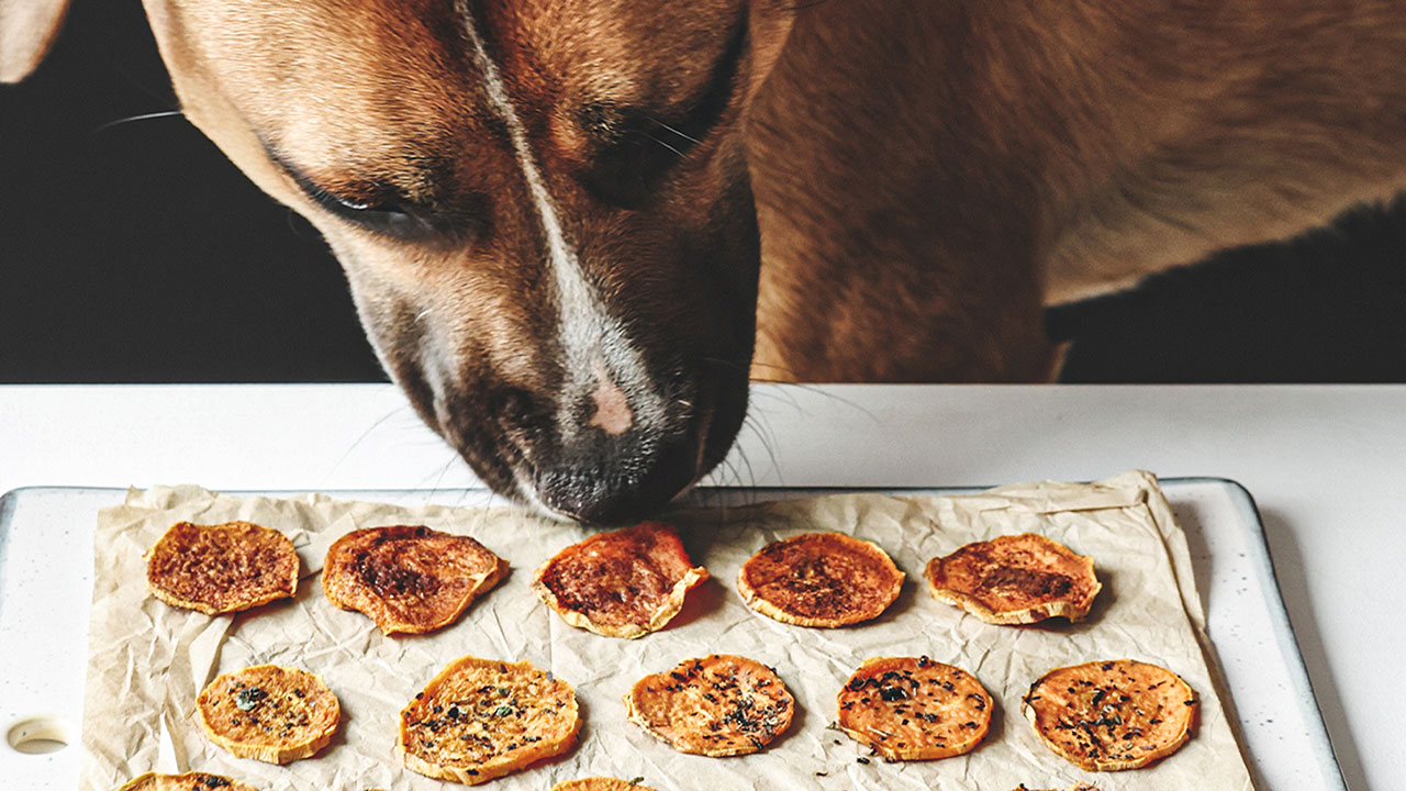 EFC Sweet Potato Chips Dog recip V2 1280x720