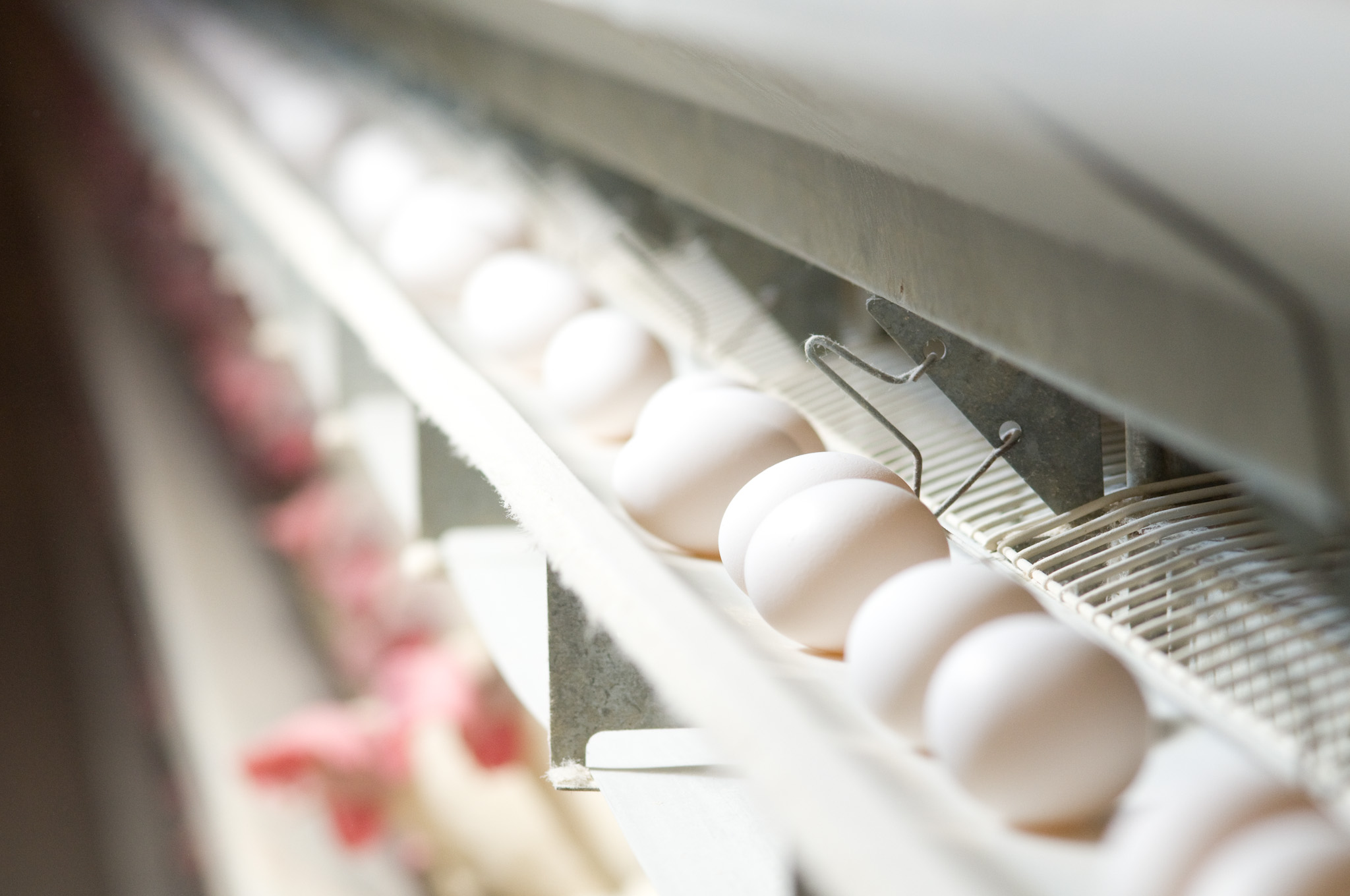 How Many Eggs Does A Chicken Lay A Day In A Factory