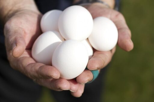 eggs are a rich source of protein and vitamins and are generally