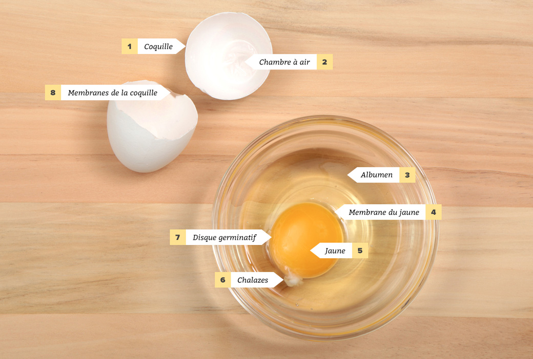 egg anatomy FR2